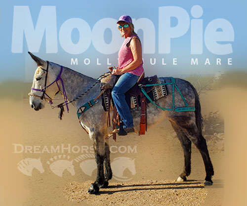 Horse ID: 2295653 MoonPie