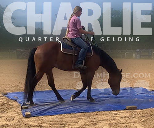 Horse ID: 2295863 Charlie