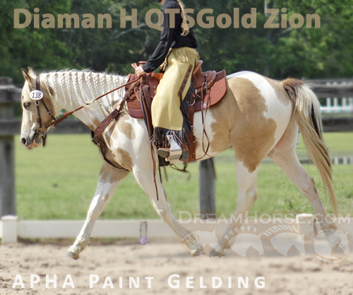 Horse ID: 2296331 Diaman H QTSGold Zion