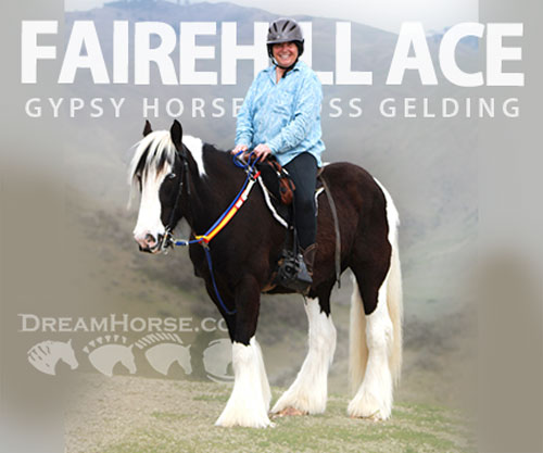 Horse ID: 2296972 FAIREHILL ACE