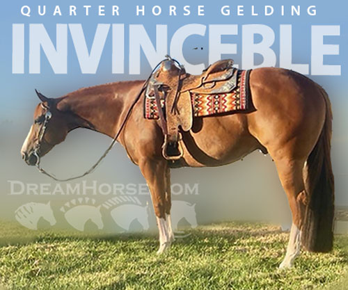 Horse ID: 2296995 INVINCEBLE