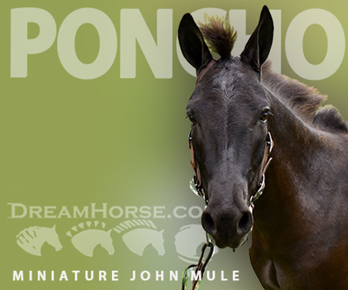 Horse ID: 2297027 Poncho