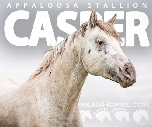 Horse ID: 2297043 JCA War Chant