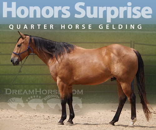 Horse ID: 2297072 Honors Surprise