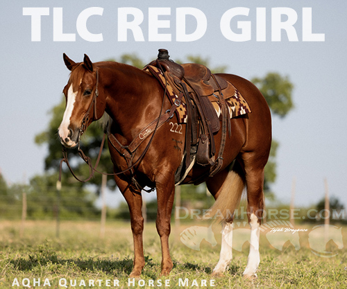 Horse ID: 2297296 TLC RED GIRL