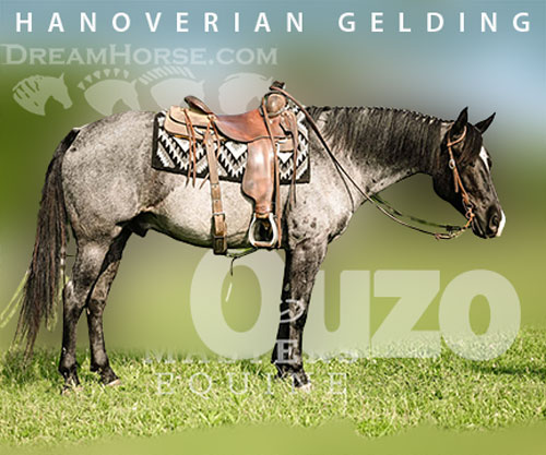 Horse ID: 2297313 Ouzo