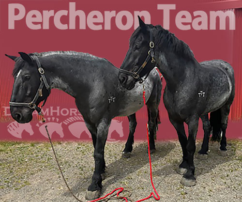 Horse ID: 2297319 Percheron Team