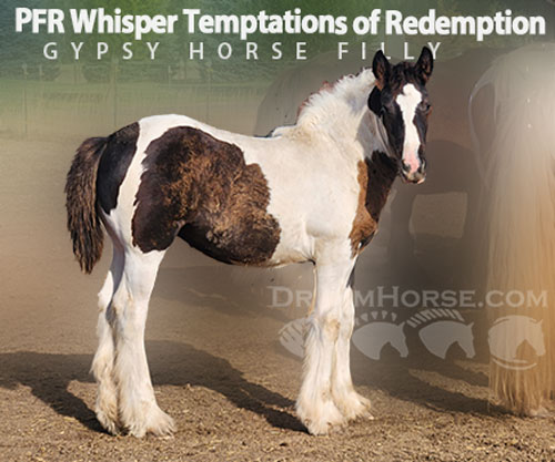 Horse ID: 2297489 PFR Makers Marked Fate