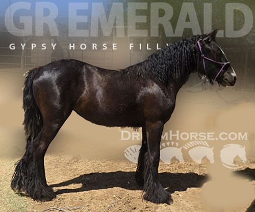 Horse ID: 2297547 GR Emerald