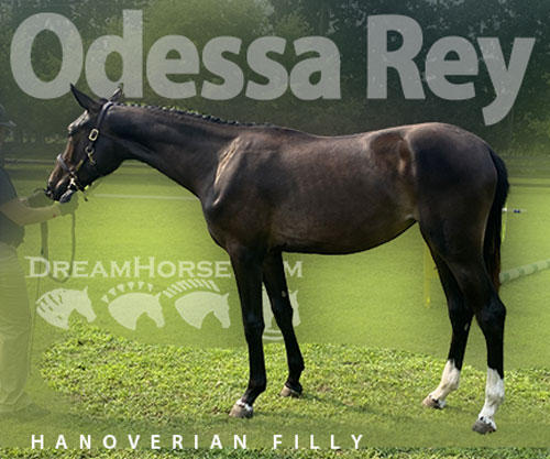Horse ID: 2297583 Odessa Rey