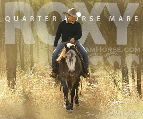 Horse ID: 2297714 Roxy