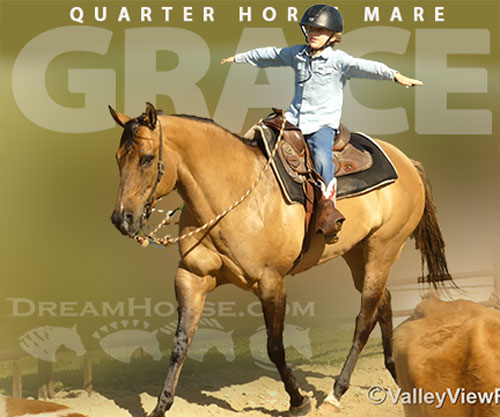Horse ID: 2297715 Grace