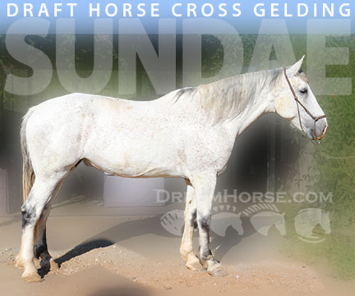 Horse ID: 2297768 Sundae