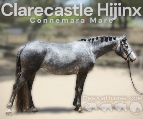 Horse ID: 2297854 Clarecastle Hijinx