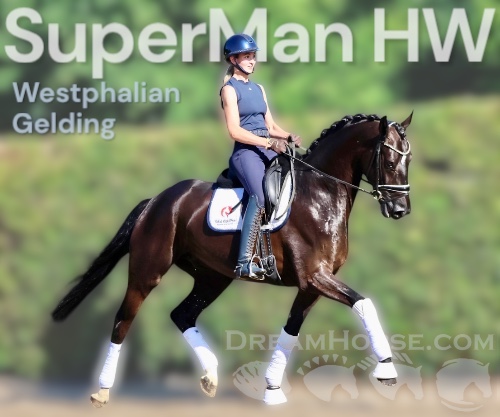 Horse ID: 2297870 SuperMan HW at www.HWfarm.com