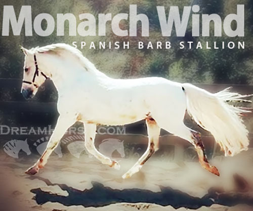 Horse ID: 2297916 Monarch Wind