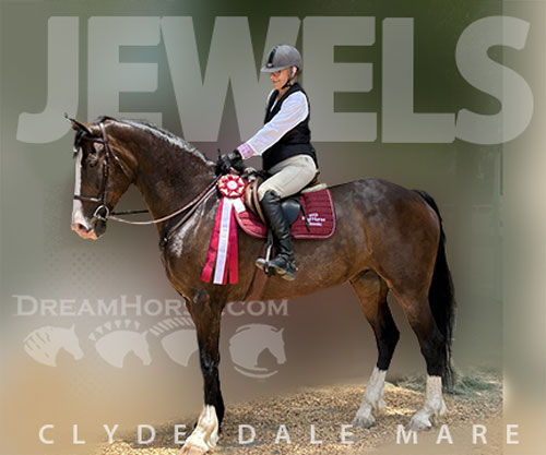 Horse ID: 2297970 Jewels