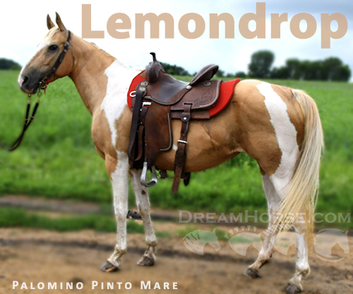 Horse ID: 2297997 Lemondrop