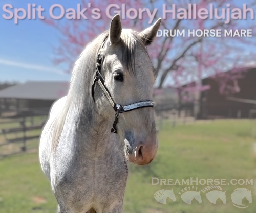 Horse ID: 2298330 Split Oak's Glory Hallelujah