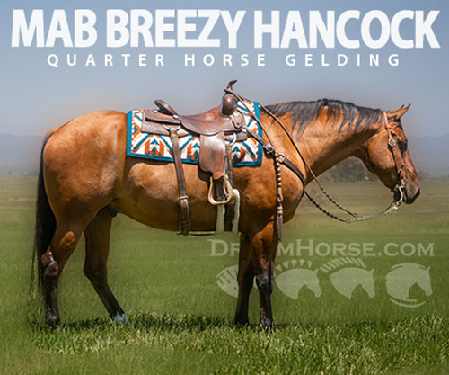 Horse ID: 2298594 MAB Breezy Hancock