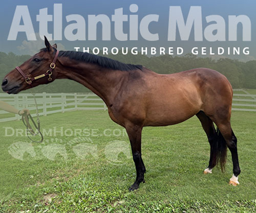 Horse ID: 2298619 Atlantic Man