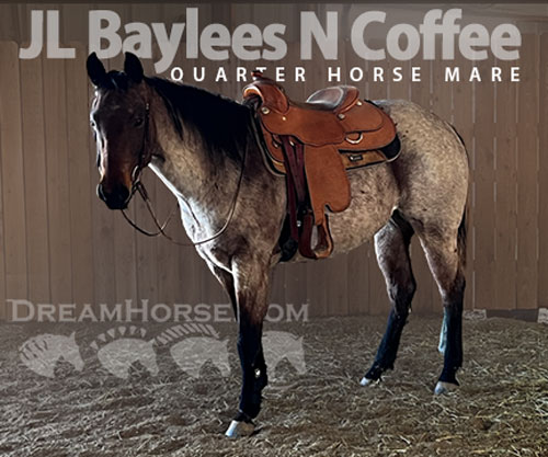 Horse ID: 2298633 JL Baylees N Coffee