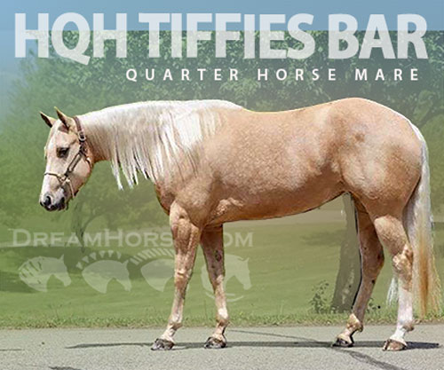 Horse ID: 2298696 HQH TIFFIES BAR