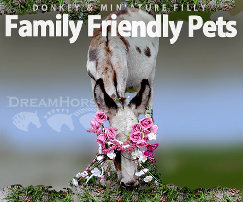 Horse ID: 2298798 Mini Donkey Jenny♡Jack Family Friendly Pets Pets