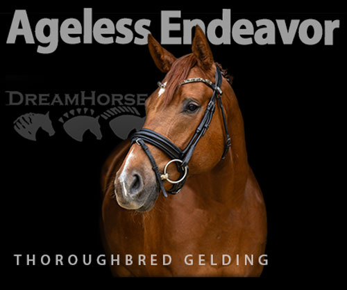 Horse ID: 2298863 Ageless Endeavor