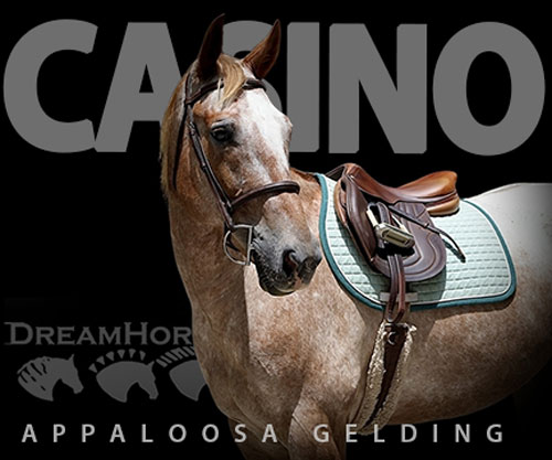 Horse ID: 2298903 Casino