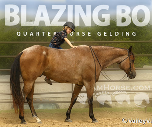 Horse ID: 2299049 Blazing Bo