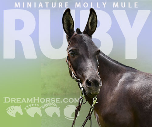 Horse ID: 2299223 Ruby