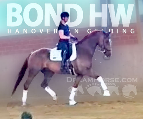 Horse ID: 2299279 Bond HW at www.HWfarm.com