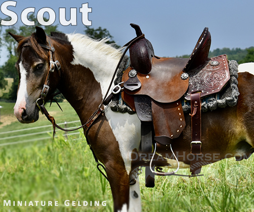 Horse ID: 2299287 Scout