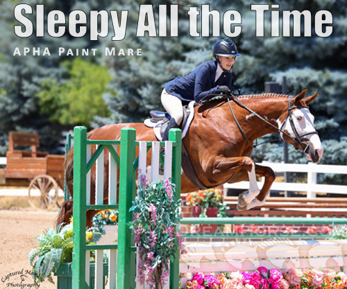 Horse ID: 2299299 Sleepy All the Time