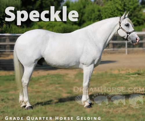 Horse ID: 2299327 Speckle