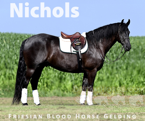 Horse ID: 2299333 Once In A Lifetime Gelding! 🔥 Registered FRIESI