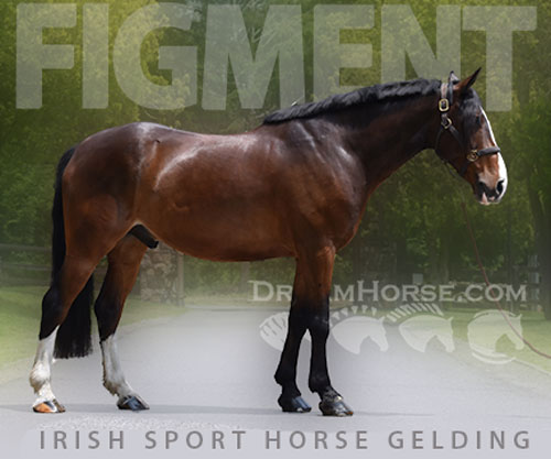 Horse ID: 2299342 Figment
