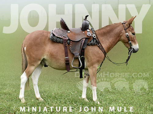 Horse ID: 2299363 Johnny