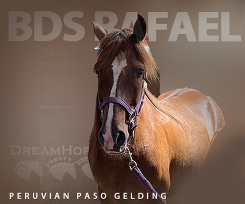 Horse ID: 2299408 BDS RAFAEL