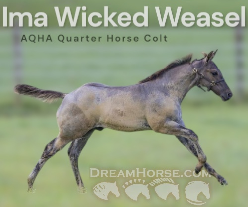 Horse ID: 2299526 Ima Wicked Weasel