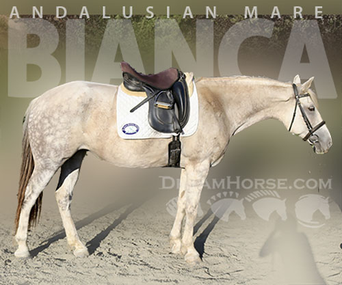 Horse ID: 2299645 Bianca