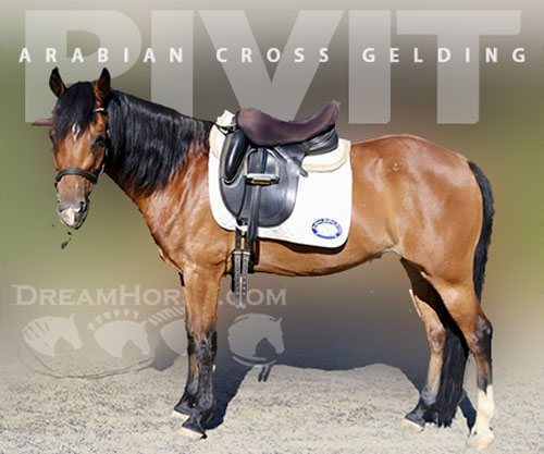 Horse ID: 2299647 Pivit