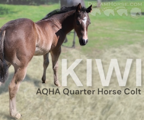 Horse ID: 2299722 THIS COLT IS ELIGIBLE FOR REGISRATION WITH AQHA