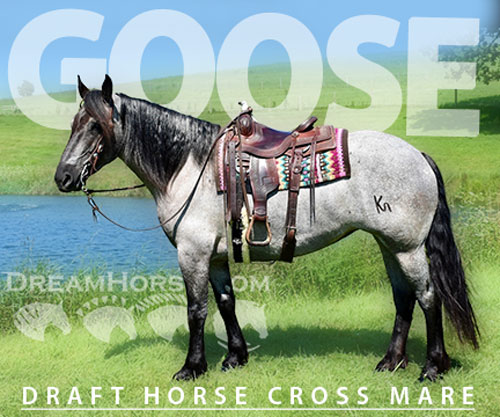 Horse ID: 2299743 Goose