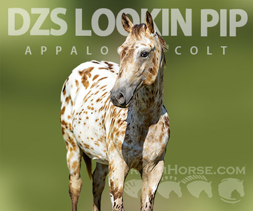 Horse ID: 2299756 DZS LOOKIN PIP