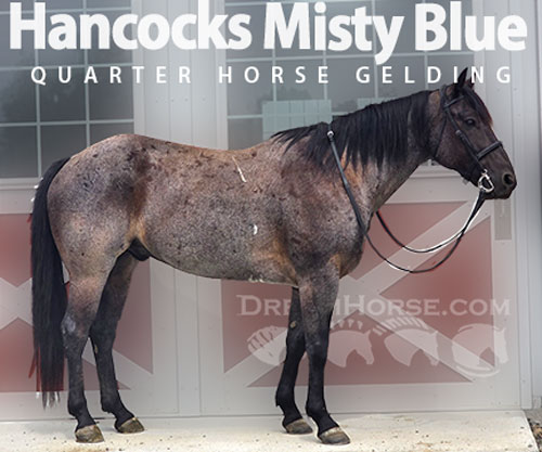 Horse ID: 2299788 Hancocks Misty Blue