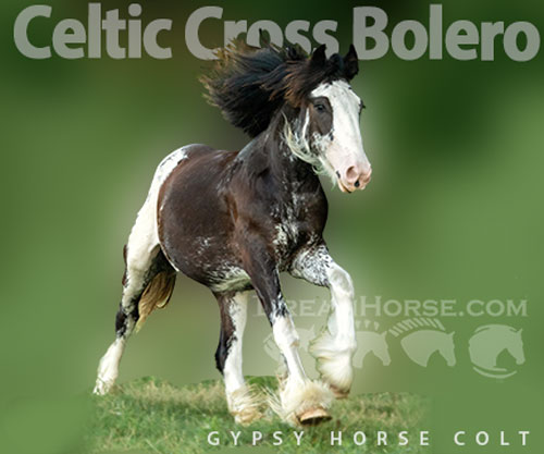 Horse ID: 2299818 Celtic Cross Bolero