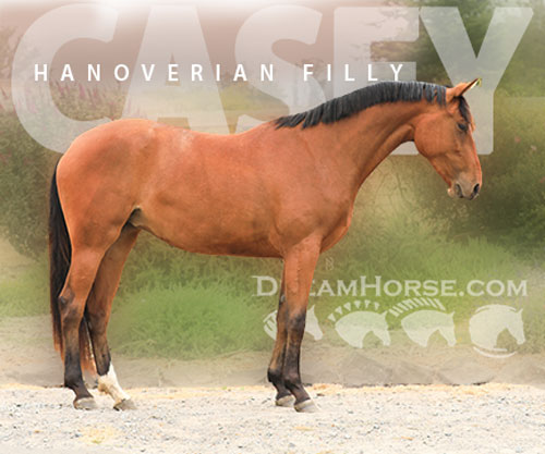 Horse ID: 2299872 Casey