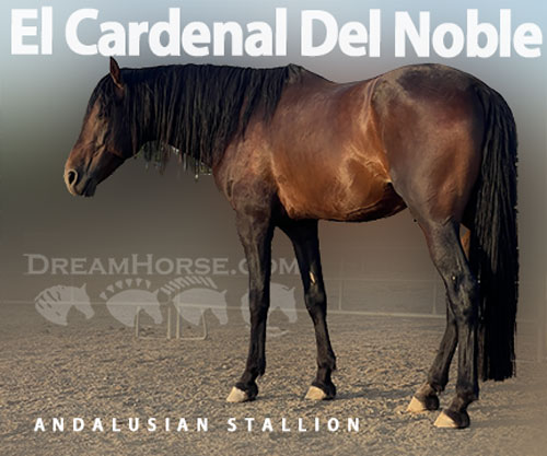 Horse ID: 2299968 El Cardenal Del Noble
